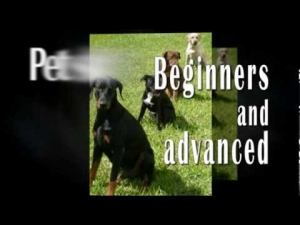Cayman Canine Training Services Video - Cayman Islands